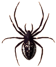 [Image: spider.gif]